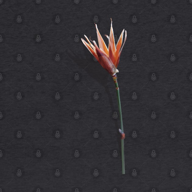 Low Poly Orange Tulip by ErinFCampbell